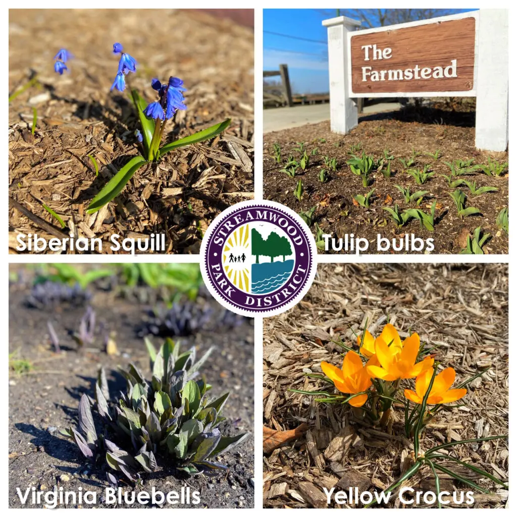 a collage of flowers and plants