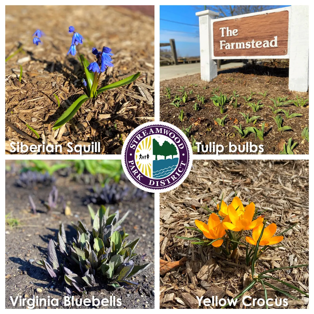 a collage of flowers and plants
