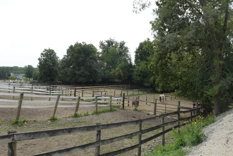 a horse in a fenced in area