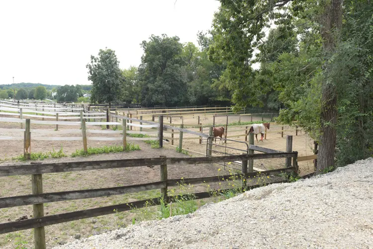 horses in a fenced area