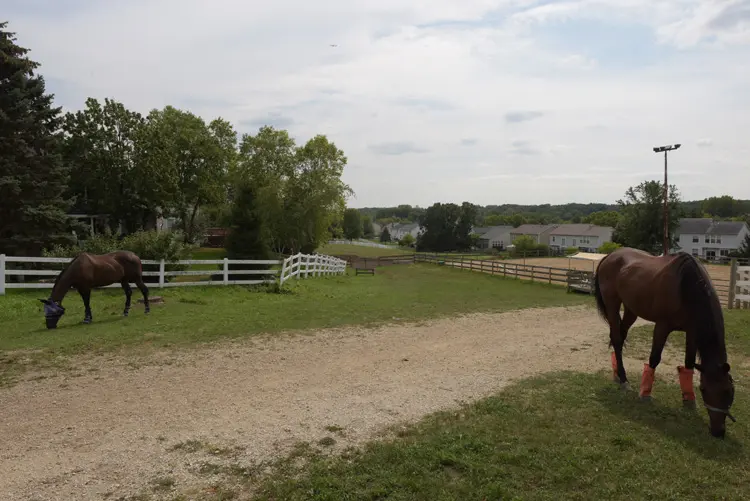 a couple of horses in a fenced in pasture