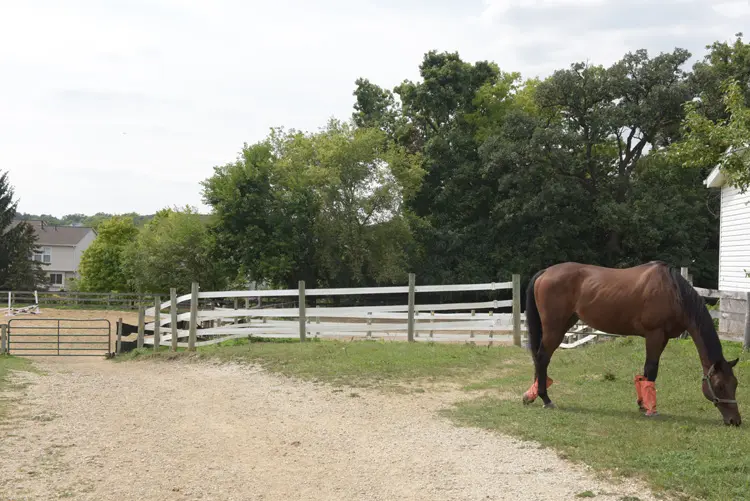 a horse standing in a fenced in area