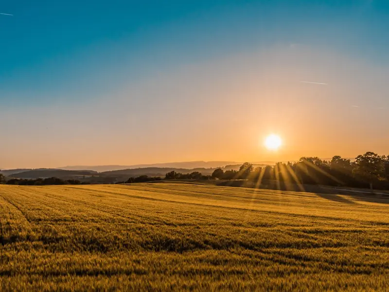 a field of wheat with the sun setting