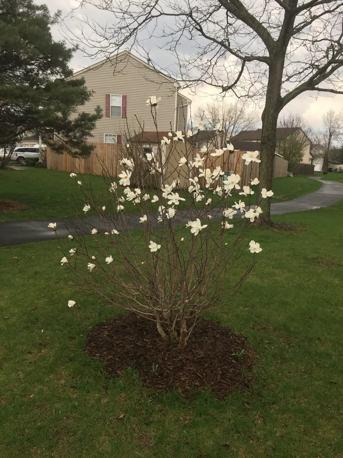 Memorial magnolia tree at Buchanan
