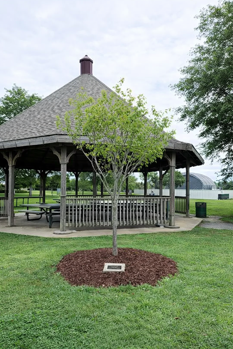 Memorial tree near the gazebo